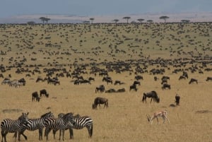 Desde Arusha: Safari de 7 días por el norte de Tanzania