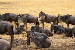 Desde Arusha: Safari de 7 días por el norte de Tanzania