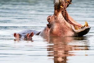 Desde Arusha: Safari de 7 días por el norte de Tanzania