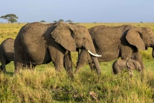 Desde Arusha: Safari de 7 días por el norte de Tanzania