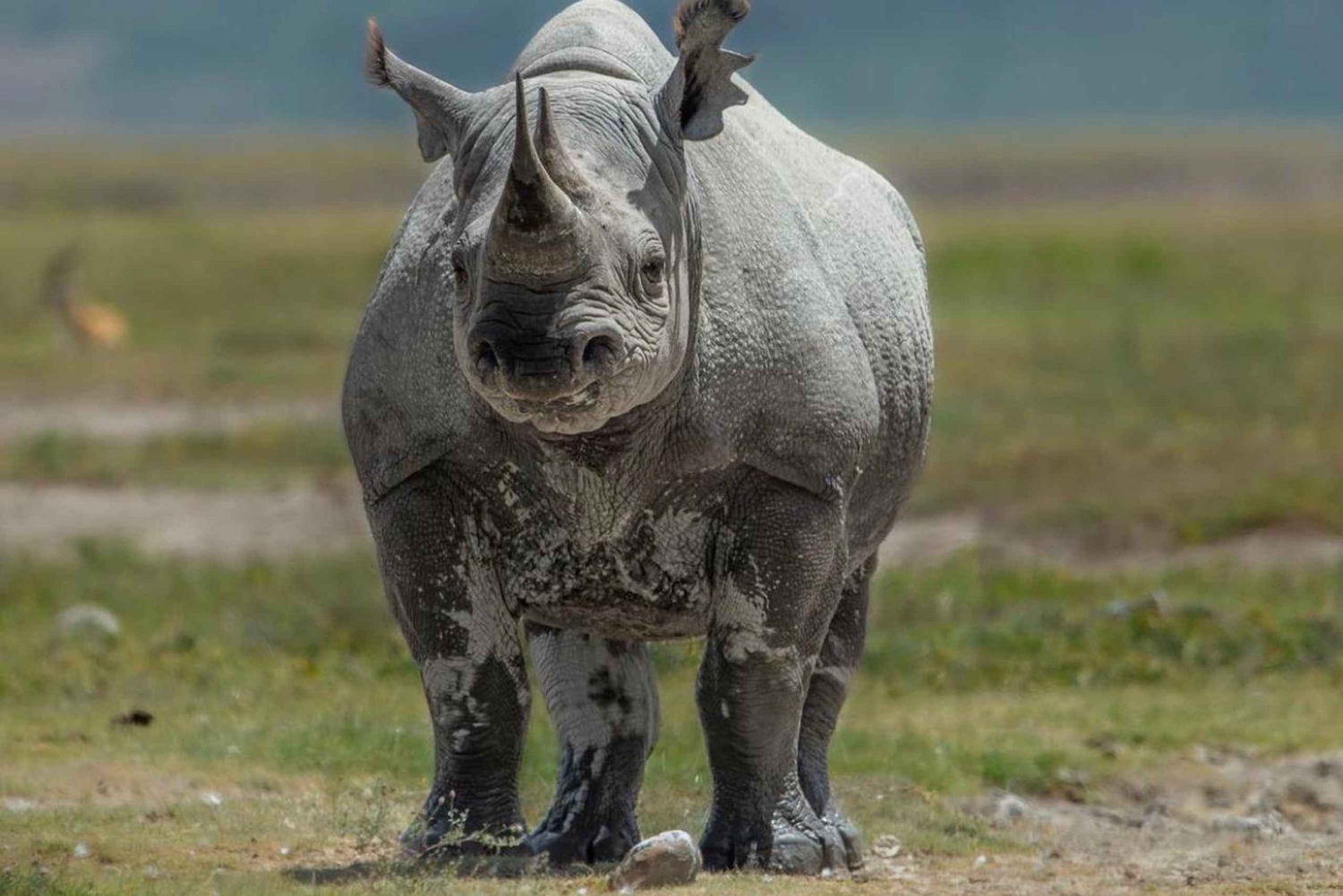 Ab Arusha: 7-tägige Gnuwanderung und Raubtiersafari