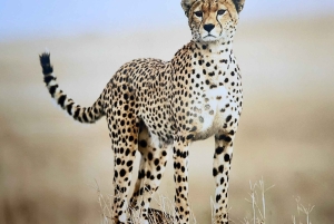 Ab Arusha: 7-tägige Gnuwanderung und Raubtiersafari