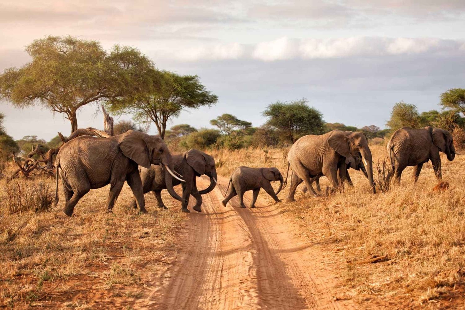 Fra Arusha: 8 dagers privat safari med stor migrasjon
