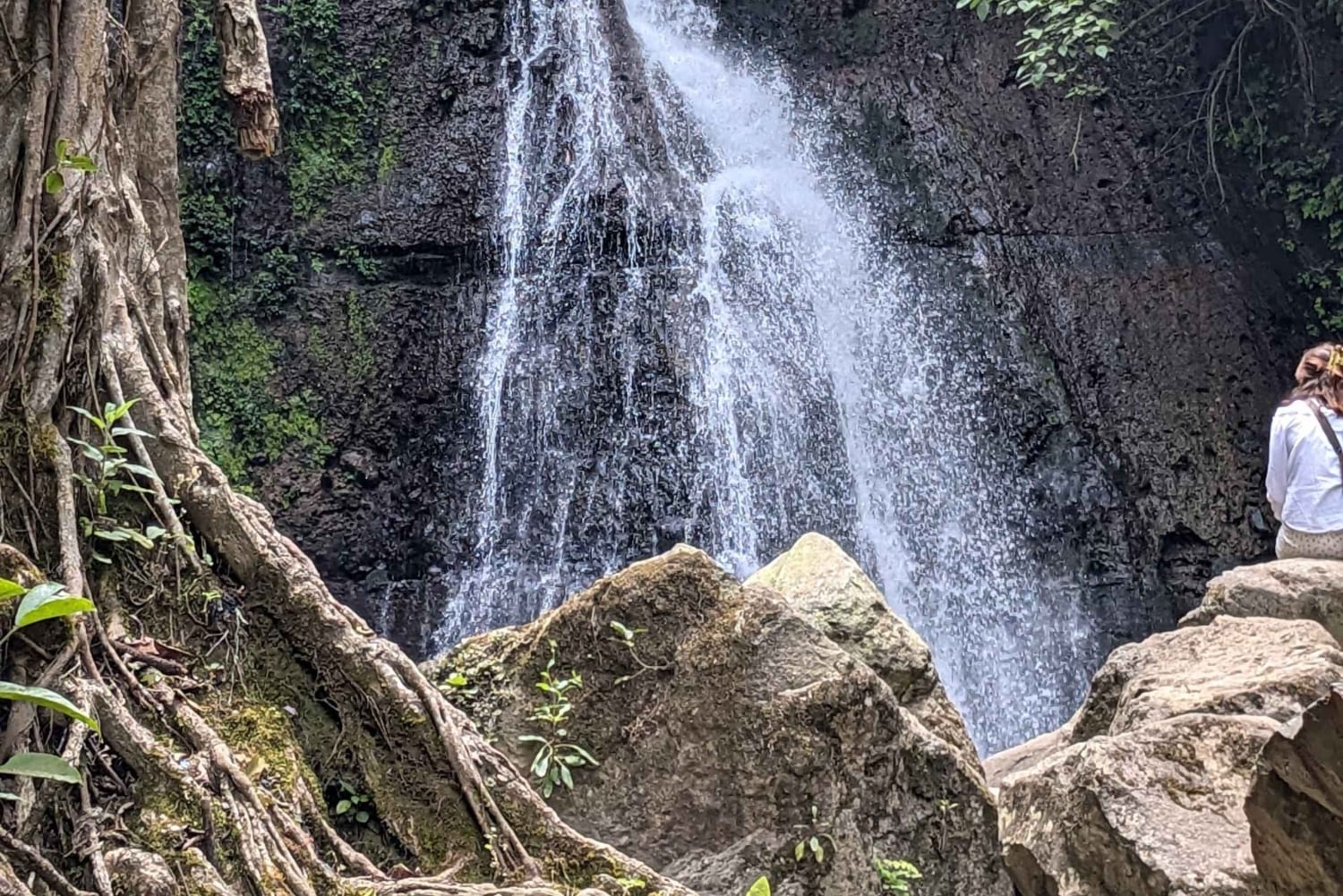 アルーシャ発：コーヒー農園とマンガリアの滝ツアー
