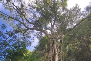 From Arusha: Coffee Farm and Mangalia Waterfalls Tour