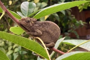 アルーシャ発：コーヒー農園とマンガリアの滝ツアー