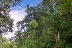 アルーシャ発：コーヒー農園とマンガリアの滝ツアー