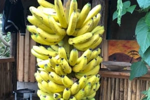 アルーシャ発：コーヒー農園とマンガリアの滝ツアー