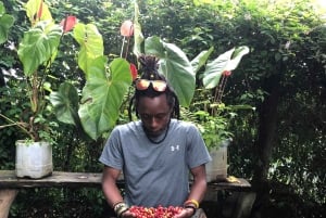 アルーシャ発：コーヒー農園とマンガリアの滝ツアー