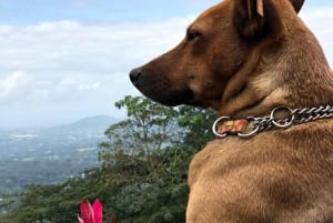 アルーシャ発：コーヒー農園とマンガリアの滝ツアー