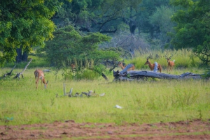 From Arusha: Day Trip to Arusha National Park
