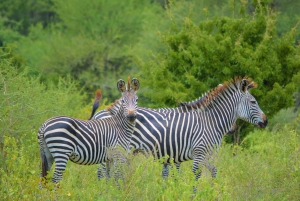 From Arusha: Day Trip to Arusha National Park