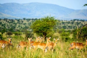 Från Arusha: Kör och flyg tillbaka Safari Tarangire & Serengeti