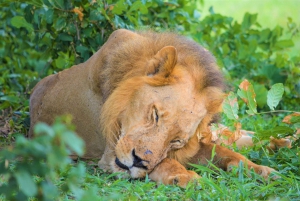 From Arusha: Guided Day Trip to Tarangire National Park