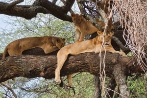 From Arusha: Guided Day Trip to Tarangire National Park