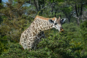 From Arusha: Guided Day Trip to Tarangire National Park