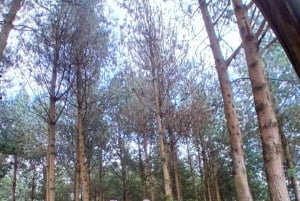 Fra Arusha: Ilkidinga Village og Napuru-vandfaldene