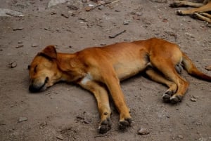 Arusha: Tour zum Lake Eyasi, zu den Dörfern der Datoga und Hadzabe