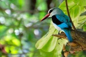 Fra Arusha: Dagsudflugt til Lake Manyara Nationalpark