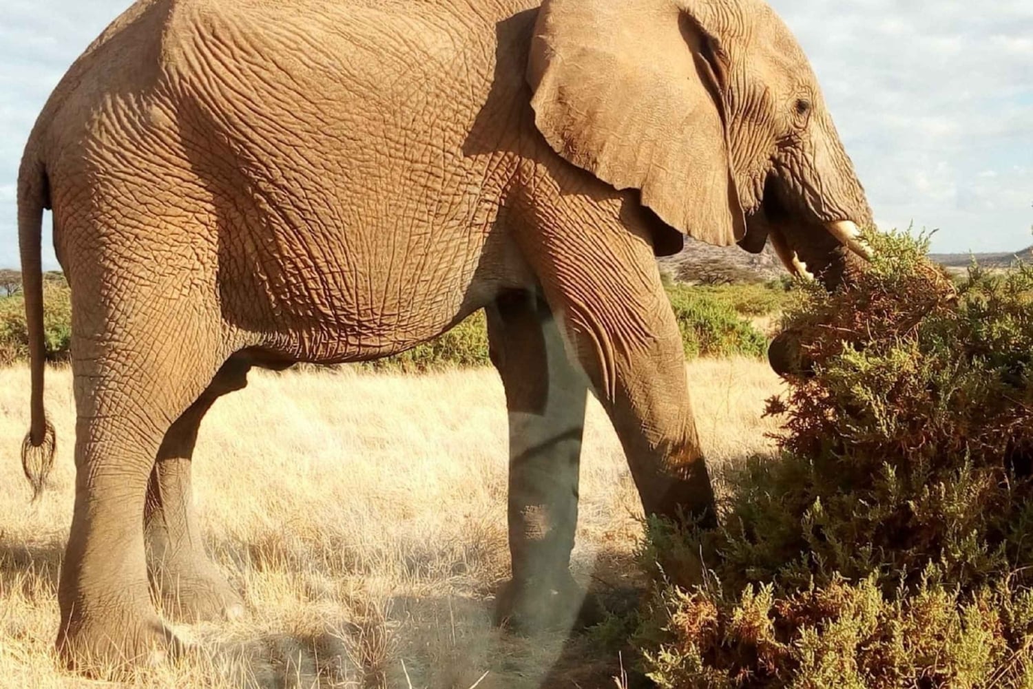 De Arusha: Viagem de 1 dia ao Parque Nacional do Lago Manyara