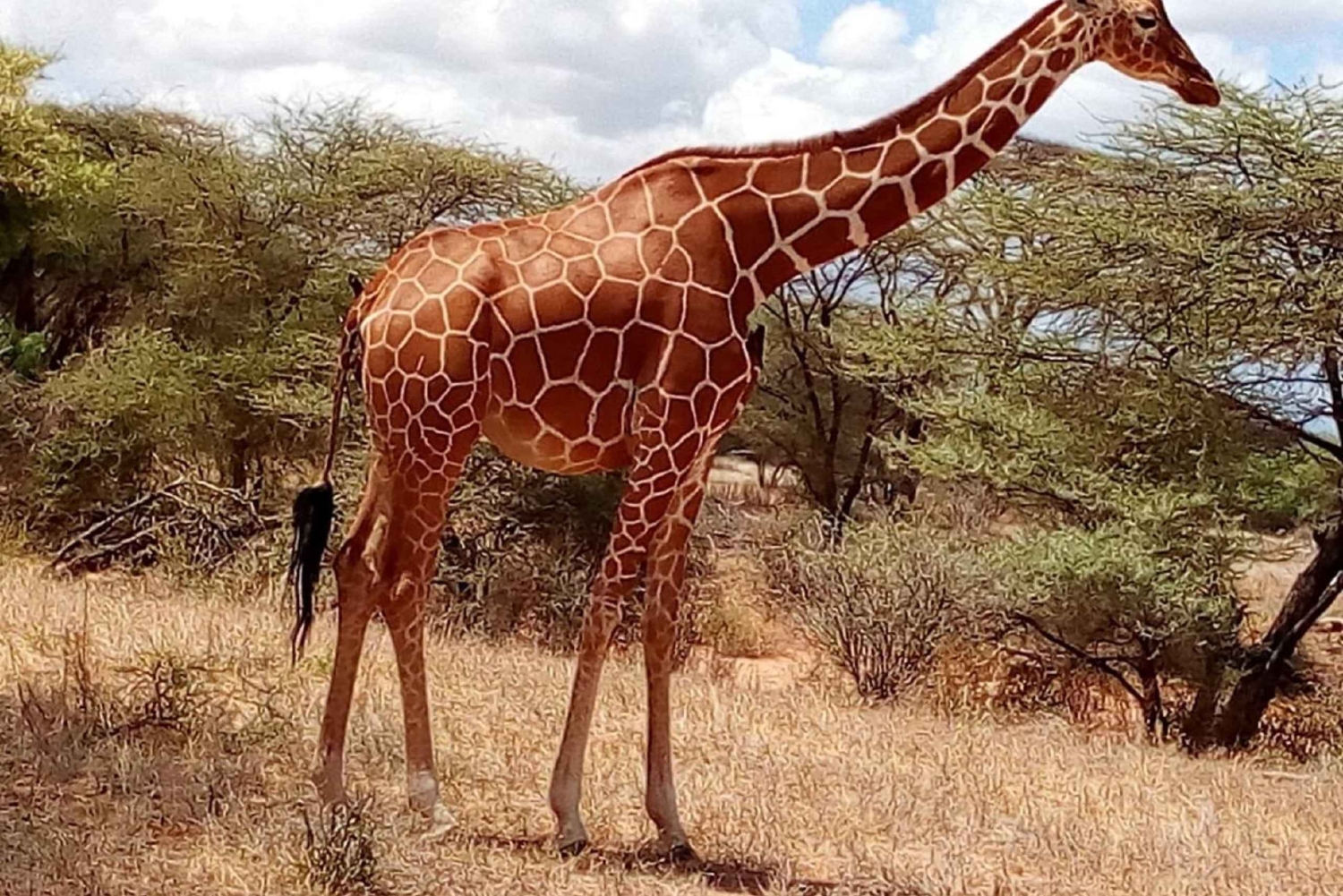 De Arusha: Viagem de 1 dia ao Parque Nacional do Lago Manyara