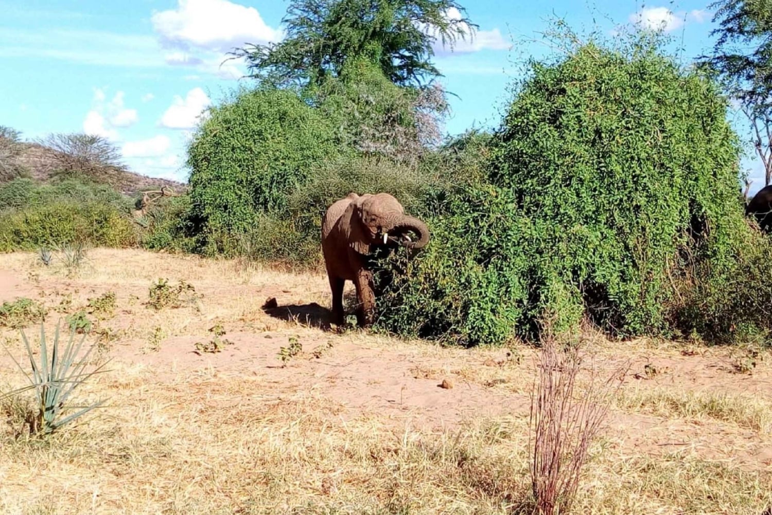De Arusha: Viagem de 1 dia ao Parque Nacional do Lago Manyara