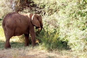 De Arusha: Viagem de 1 dia ao Parque Nacional do Lago Manyara