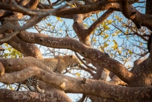 De Arusha: Viagem de 1 dia ao Parque Nacional do Lago Manyara