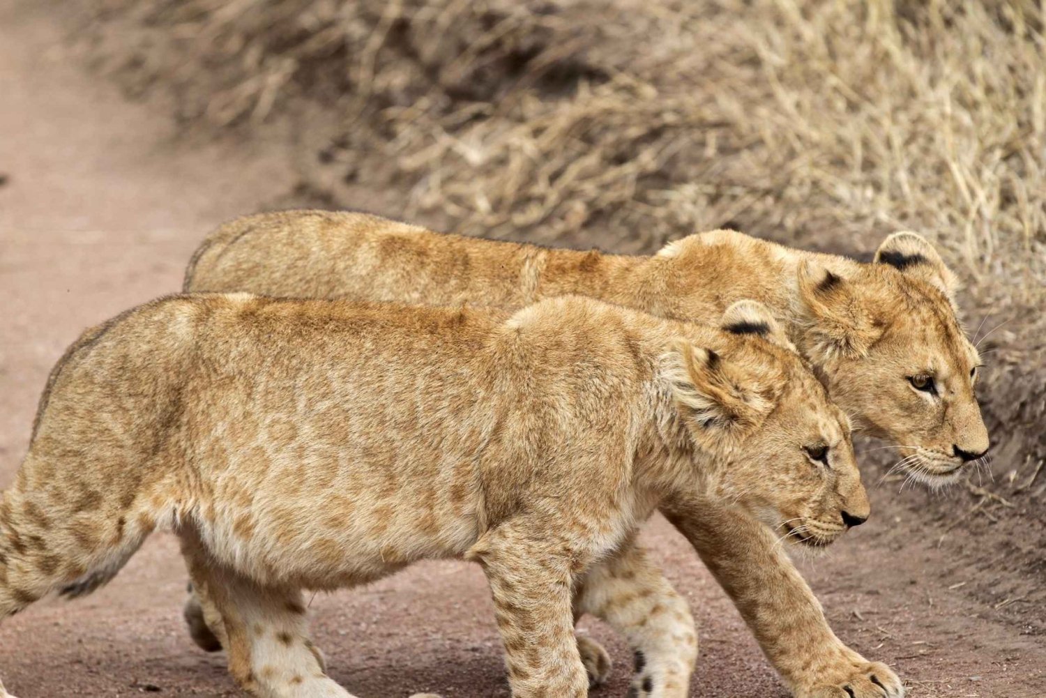 Desde Arusha: Tour de 2 días al lago Manyara y al cráter Ngorongoro