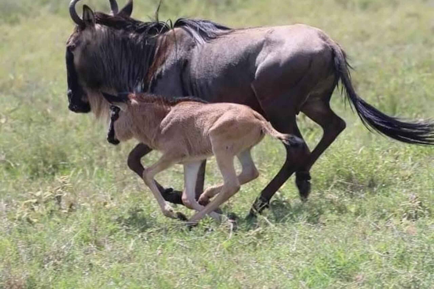 Von Arusha: 2-tägige Tour zum Lake Manyara und zum Ngorongoro-Krater