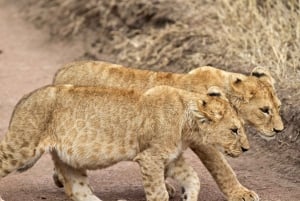 Desde Arusha: Tour de 2 días al lago Manyara y al cráter Ngorongoro