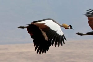 Desde Arusha: Tour de 2 días al lago Manyara y al cráter Ngorongoro