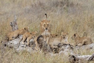 Desde Arusha: Tour de 2 días al lago Manyara y al cráter Ngorongoro