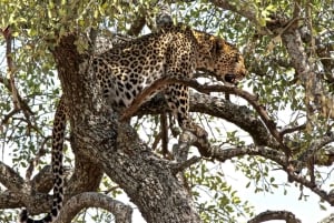 Desde Arusha: Tour de 2 días al lago Manyara y al cráter Ngorongoro