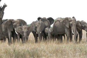 Desde Arusha: Tour de 2 días al lago Manyara y al cráter Ngorongoro