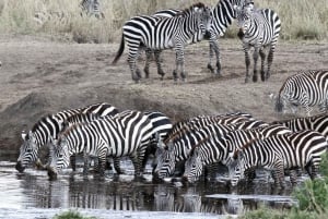 Desde Arusha: Tour de 2 días al lago Manyara y al cráter Ngorongoro