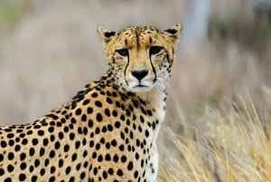 Desde Arusha: Tour de 2 días al lago Manyara y al cráter Ngorongoro