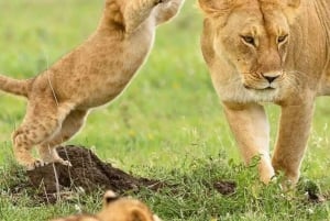 Desde Arusha: Tour de 2 días al lago Manyara y al cráter Ngorongoro