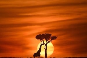 Desde Arusha: Tour de 2 días al lago Manyara y al cráter Ngorongoro