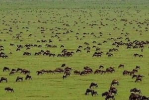 Desde Arusha: Tour de 2 días al lago Manyara y al cráter Ngorongoro