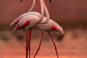 Desde Arusha: Tour de 2 días al lago Manyara y al cráter Ngorongoro
