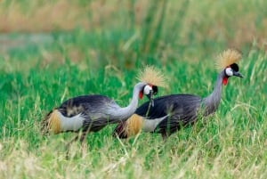 Desde Arusha: Tour de 2 días al lago Manyara y al cráter Ngorongoro