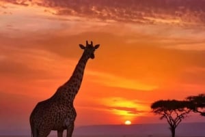 Desde Arusha: Tour de 2 días al lago Manyara y al cráter Ngorongoro