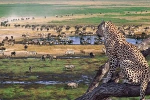Desde Arusha: Tour de 2 días al lago Manyara y al cráter Ngorongoro