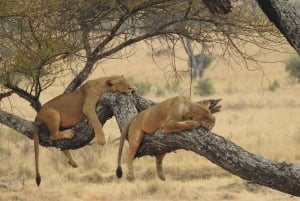Desde Arusha: Tour de 2 días al lago Manyara y al cráter Ngorongoro