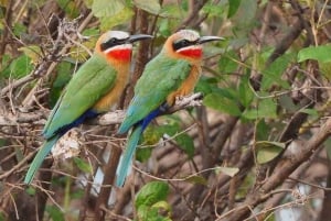 Desde Arusha: Tour de 2 días al lago Manyara y al cráter Ngorongoro