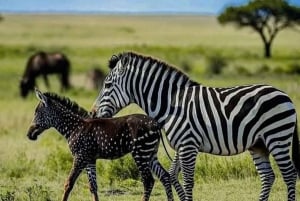 Desde Arusha: Tour de 2 días al lago Manyara y al cráter Ngorongoro