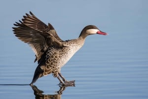Desde Arusha: Tour de 2 días al lago Manyara y al cráter Ngorongoro