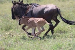 Von Arusha: 2-tägige Tour zum Lake Manyara und zum Ngorongoro-Krater