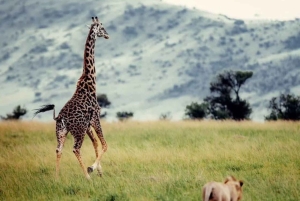 Von Arusha: 2-tägige Tour zum Lake Manyara und zum Ngorongoro-Krater